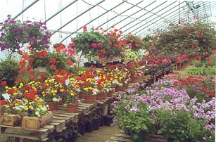 Skawski Farms has a large selection of annuals, perennials, hanging baskets, herbs, and much more!